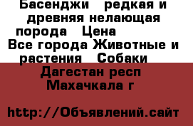 Басенджи - редкая и древняя нелающая порода › Цена ­ 50 000 - Все города Животные и растения » Собаки   . Дагестан респ.,Махачкала г.